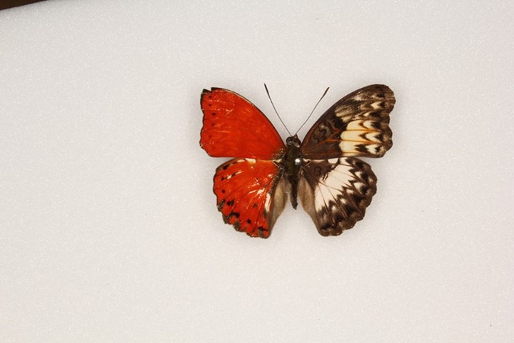 Cymothoe coccinata Gynandromorph (Central Africa Clive Pratt collection) (Internet Image property of respective owner, non-commercial use only)